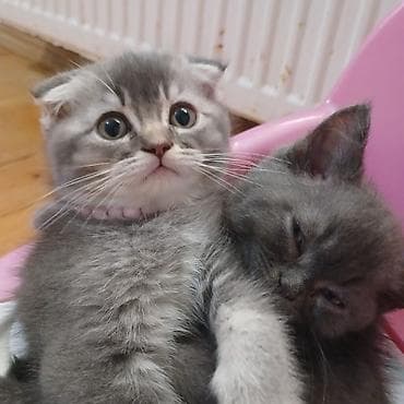 pisik yemi: Şirin balaca pişik balaları - Cins: ev pişiyi (mix) - Rənglər: boz — 4