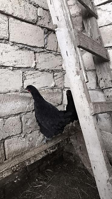 papaqlı toyuq: Toyuq, Damazlıq — 3
