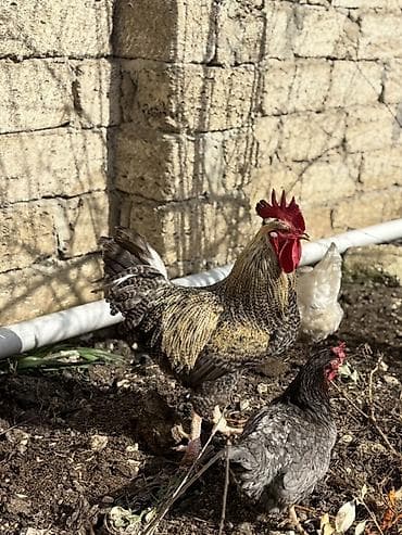 Keçilər, çəpişlər: Xoruz, il: 1, Ünvandan götürmə — 6