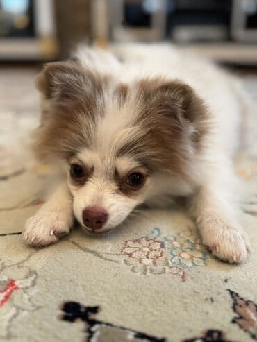 отдам в хорошие руки маленькую собачку: Шпиц, 4 месяца, Самец, С прививками, Самовывоз, Бесплатная доставка — 3