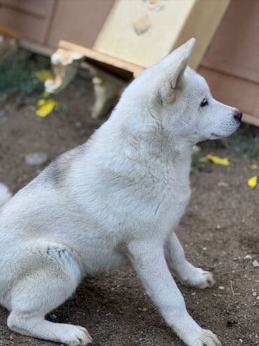 it davası: Akita-inu, 6 ay, Erkek, Ödənişli çatdırılma — 3