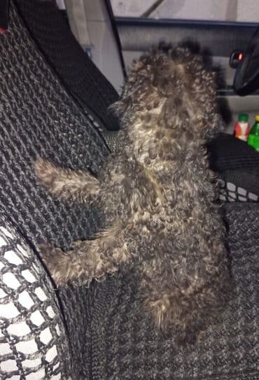 avcarka balası: Pudel — 3