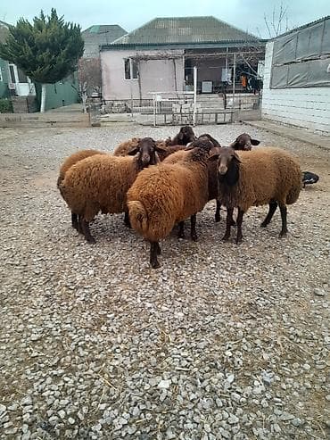Qoyun sürüsü – Qala cinsi erkek Lerik satılır damazlıq - Şəkillərdə