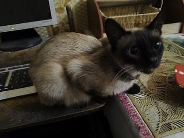 keci: Siam — 1
