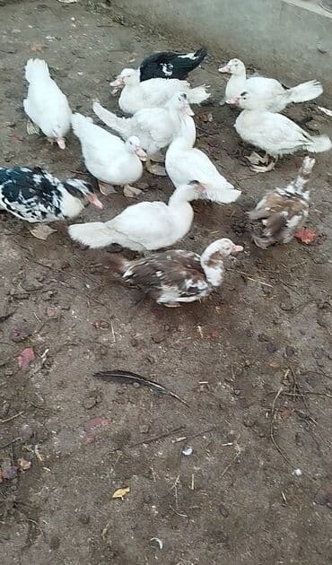 12 edəd yerli lal ördək satlir — 3