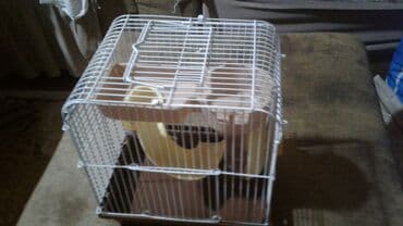 сколько стоят кошки: Shekilleri cevirin Xamyak ucun qefes satilir qiymeti 25 azn 3 eded — 26