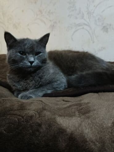 купить кошку в баку: Кошки — 3