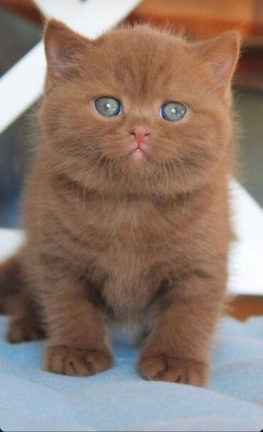 ucuz pişiy: Britan, Dişi — 1