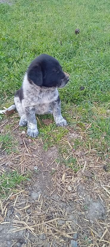 той пудель баку: Алабай, 1 месяц, Самка, Платная доставка — 3