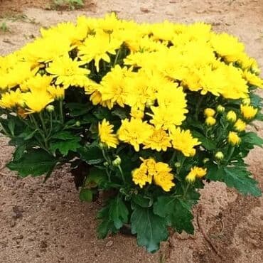 topdan gül satışı: Xrizantema payızgüllərinin topdan və pərakəndə satışı. Qiymətlər — 5