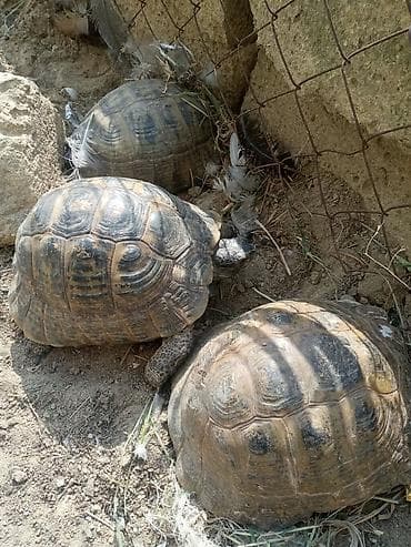 cuce ucun su qabi: Rus tısbağaları – 3 ədəd - Növ: Quru tısbağa (Testudo horsfieldii – — 1