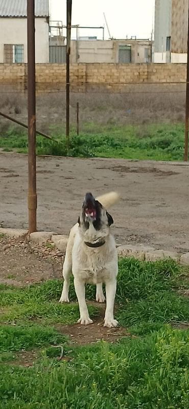 etibarli elere verilir: Qurdbasar, 10 ay, Dişi, Peyvəndli — 7