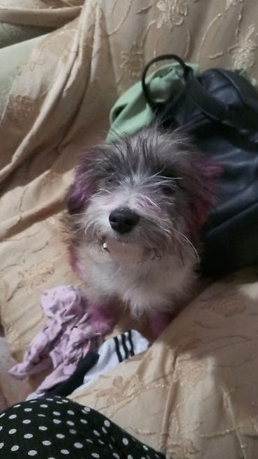 Pudel, 5 ay, Dişi, Ünvandan götürmə