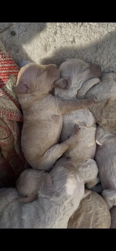 heyvan evleri: Pudel — 3