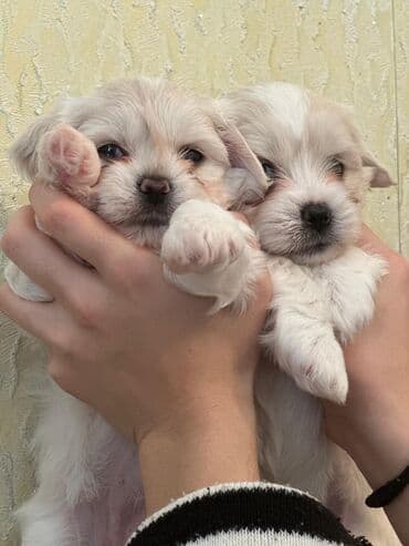 turkmen alabay itleri: Maltipu (Maltese x Pudel) balaları - Cins: Maltipu – hipoallergen — 3