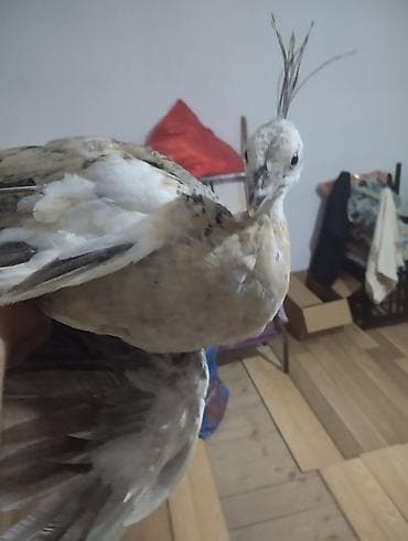 goyercin berde type 0: Nadir rəngli tovuzquşu cücəsi - Növ: Tovuzquşu (Pavo cristatus) — 3