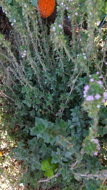 gul toxumlari: Həyət gülleri. 90növ çesid var! — 12