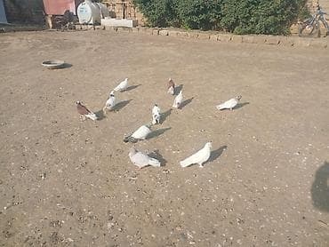 kreditle heyvan satisi: SALAM.sirf tutulmalar hamisi qeneddidi skoc vurub satiram kim istese — 6