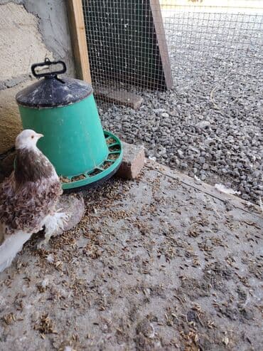 ucuz goyərcin: Məhsul: Bəzək güvənci – qıvrım tüklü (Frillback tipli) göyərçinlər — 3