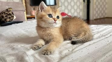 Qızıl şinşilla lalafo.az -da Qızıl şinşilla