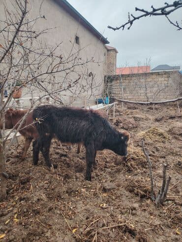 xaski itleri qiymeti: Super saglam damazlig danalar — 6