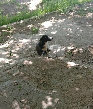 корм для собак баку: Самка — 3