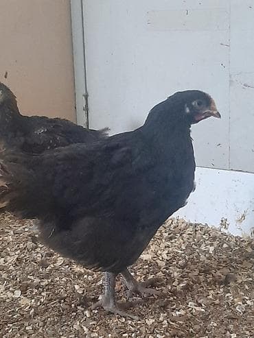 Собаки: Salam Aleykum, Dunyanın ən iri cinsi olan Jersey Gigant toyuqunun — 4