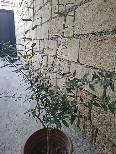 budda: Qabda nar tingi (Punica granatum) Gülövşə nardır. Al qırmızı iri — 3