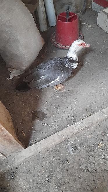 Dişi, | Lal ördək, Damazlıq, Ünvandan götürmə