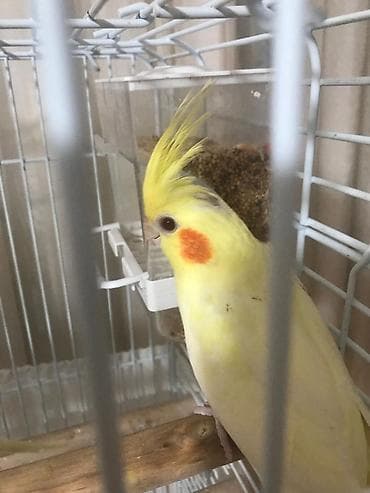 quslar satisi: Korella danismaqa hazir quslar satilir tam sağlam vitaminli ev şəraiti — 2