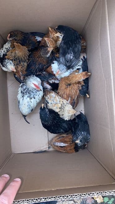 Toyuq cücələri, Damazlıq