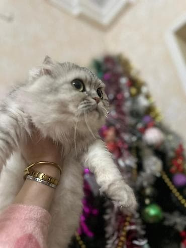 sinsila pisiyi: Şotland yastı qulaq — 2