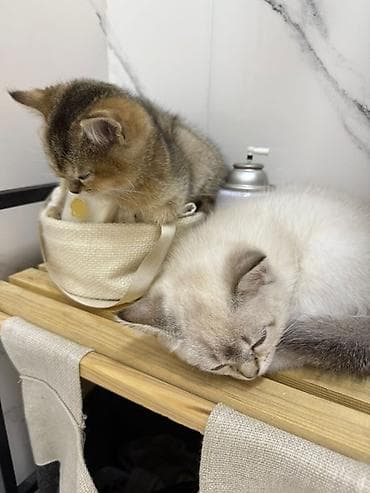 - Məhsul: Taxta pişik rəfi və kumaş səbətli mini konsol - Təsvir: İki