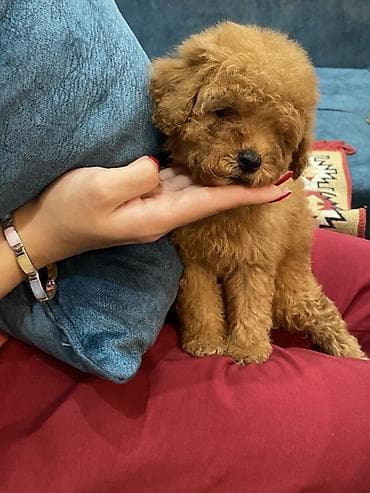 volkodav itleri: Pudel, 2 ay, Erkek, Peyvəndli, Ünvandan götürmə — 2