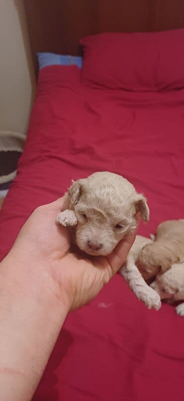 где купить собаку в баку: Пудель, Самка, С прививками, Платная доставка — 4