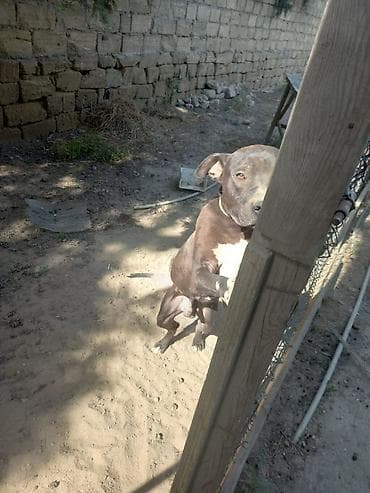 it xaski: Pitbul, 2 il, Erkek, Ünvandan götürmə — 2