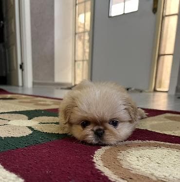 it cinsi adlari: Pekines — 3