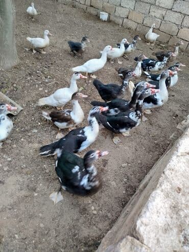 Коровы, быки: Musk ördəkləri (barbarı) – qarışıq rənglərdə (ağ, qara-ağ — 3