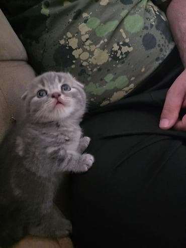 Британская — 5