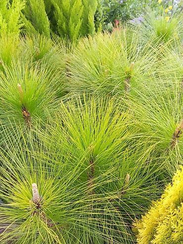 qarlı şam və küknar ağacları: Dekorativ iynəyarpaqlı bitki – uzun, nazik iynələri olan şam (landşaft — 1