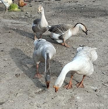 Akvariumlar: Məhsul: Qaz sürüsü Təsvir: - Şəkillərdə kənd həyətində saxlanılan bir — 2