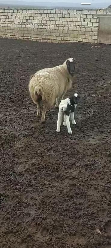 qoç: Balalı qoyun ikinci qarna — 2