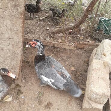 kayuqa ordək: Lal ördəklər macar sortu zümrüdü mirvari göy rəng balalarda satılır — 14