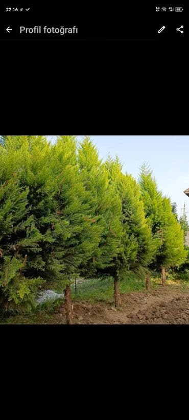 sumax ağacı: 3 metrə yaxın yerdə olan Yolka Ağacların satışı Almaq isdiyənlər — 1