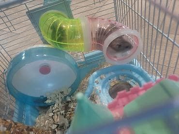 hamster satış: Hamster ailəsi yuva ile birge satilir.umumilikde 6 sı kicik olmaqla 12 — 1