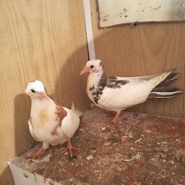 labrador balasi satilir: Ağ baş göyerçin mayadi tək o 30 manatdi 3 balası balaların biri 10 — 4