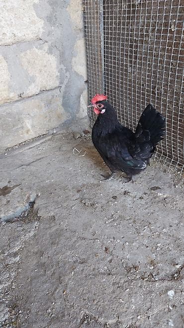 rus it adları: Toyuq, Damazlıq — 5