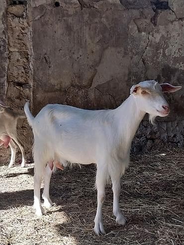 cepisler: 2ana keçi .1erkək çəpiş .1dənə subay keçi . çəpişlər erkəkdi . analar — 6