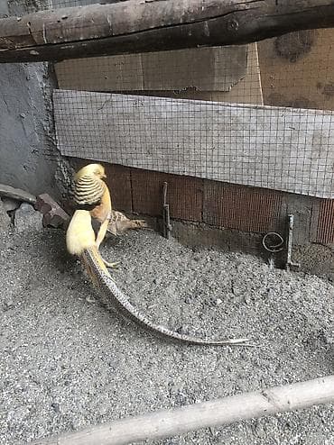 gurcu xengeli satisi: Limon qirqovul cüt — 3