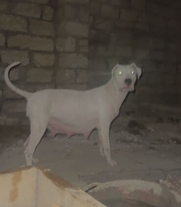 где купить собаку в баку: Американский бульдог, 2 года, Самка, С прививками, Самовывоз — 1